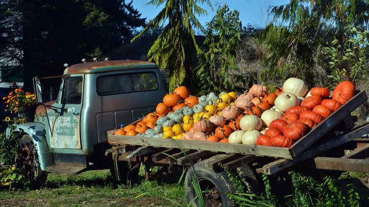 truck of pumpkins